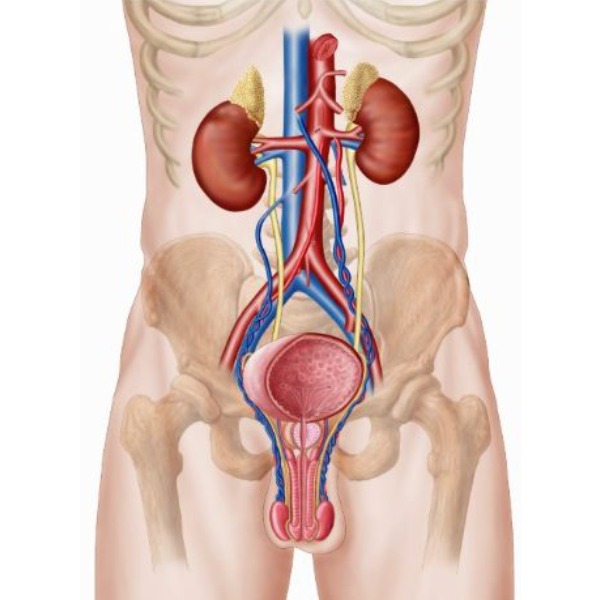 Câncer de Próstata, bexiga, rim e testículo